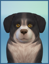 ansehen Bernhardiner Rex Welpe